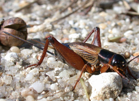 Sand Field Cricket